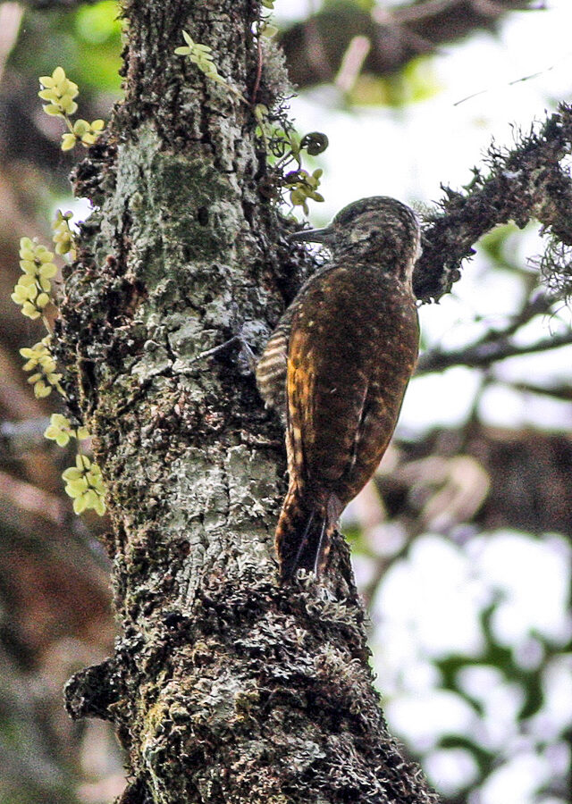 Dot-fronted Woodpecker