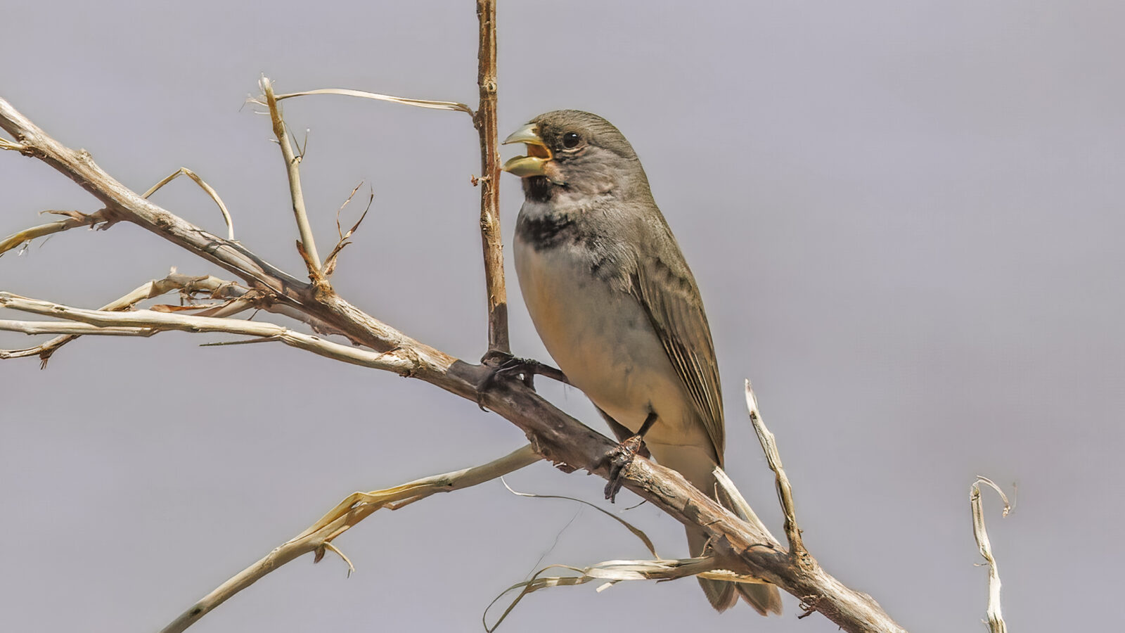 Double-collared Seedeater