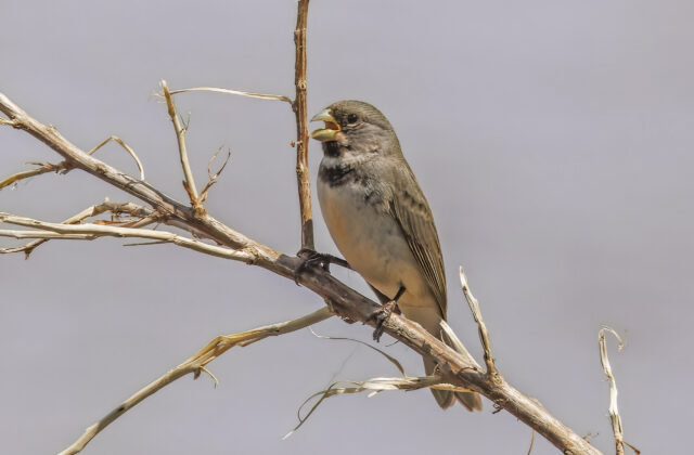Double-collared Seedeater