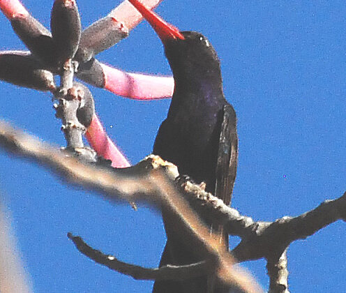 Turquoise-crowned Hummingbird