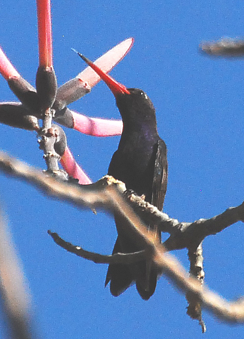 Turquoise-crowned Hummingbird