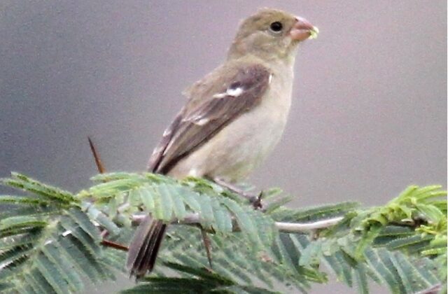 Drab Seedeater