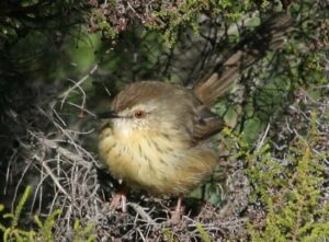 Drakensberg Prinia