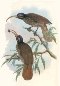 Pale-billed Sicklebill