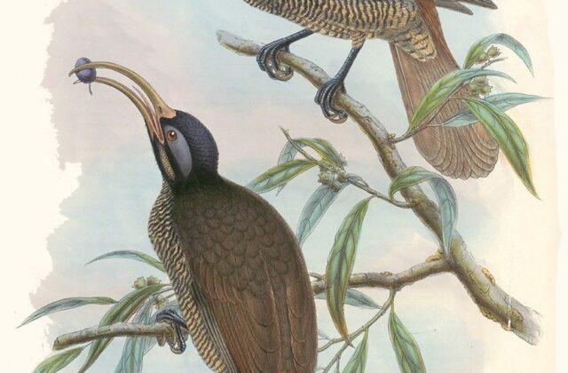 Pale-billed Sicklebill