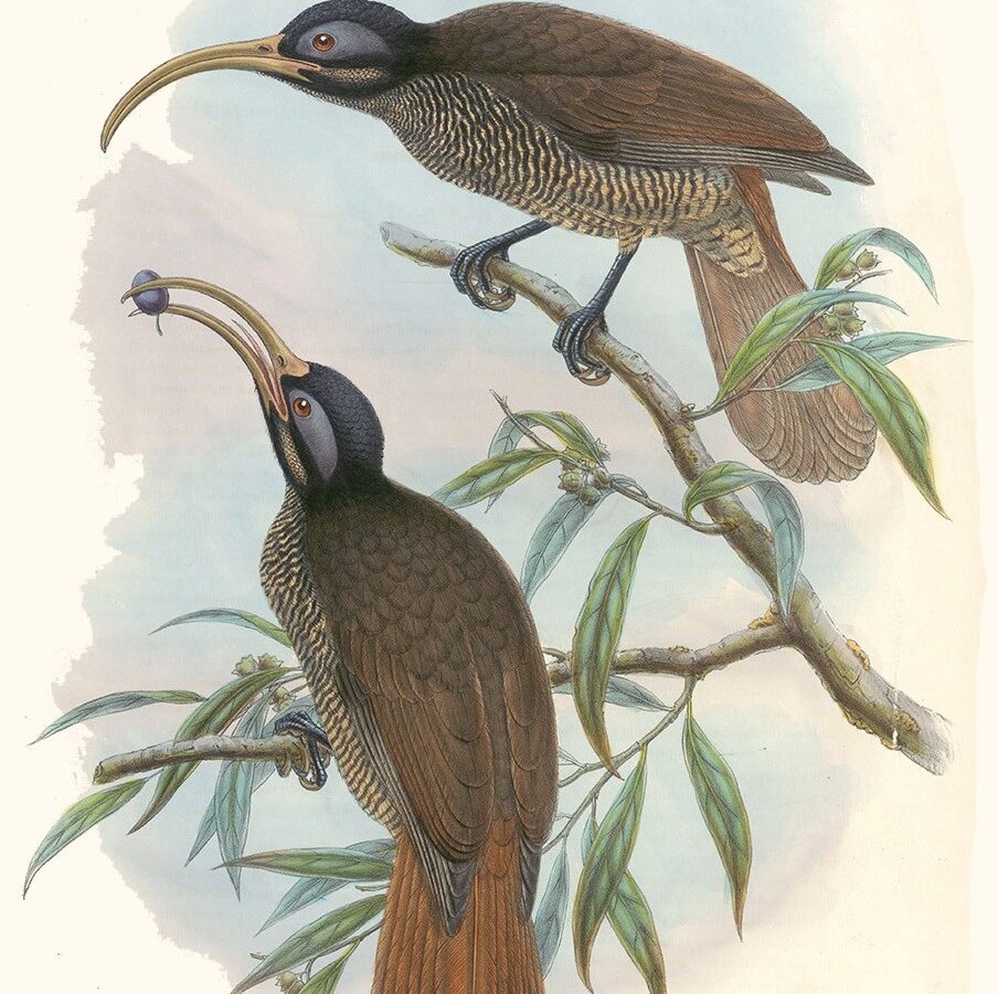 Pale-billed Sicklebill