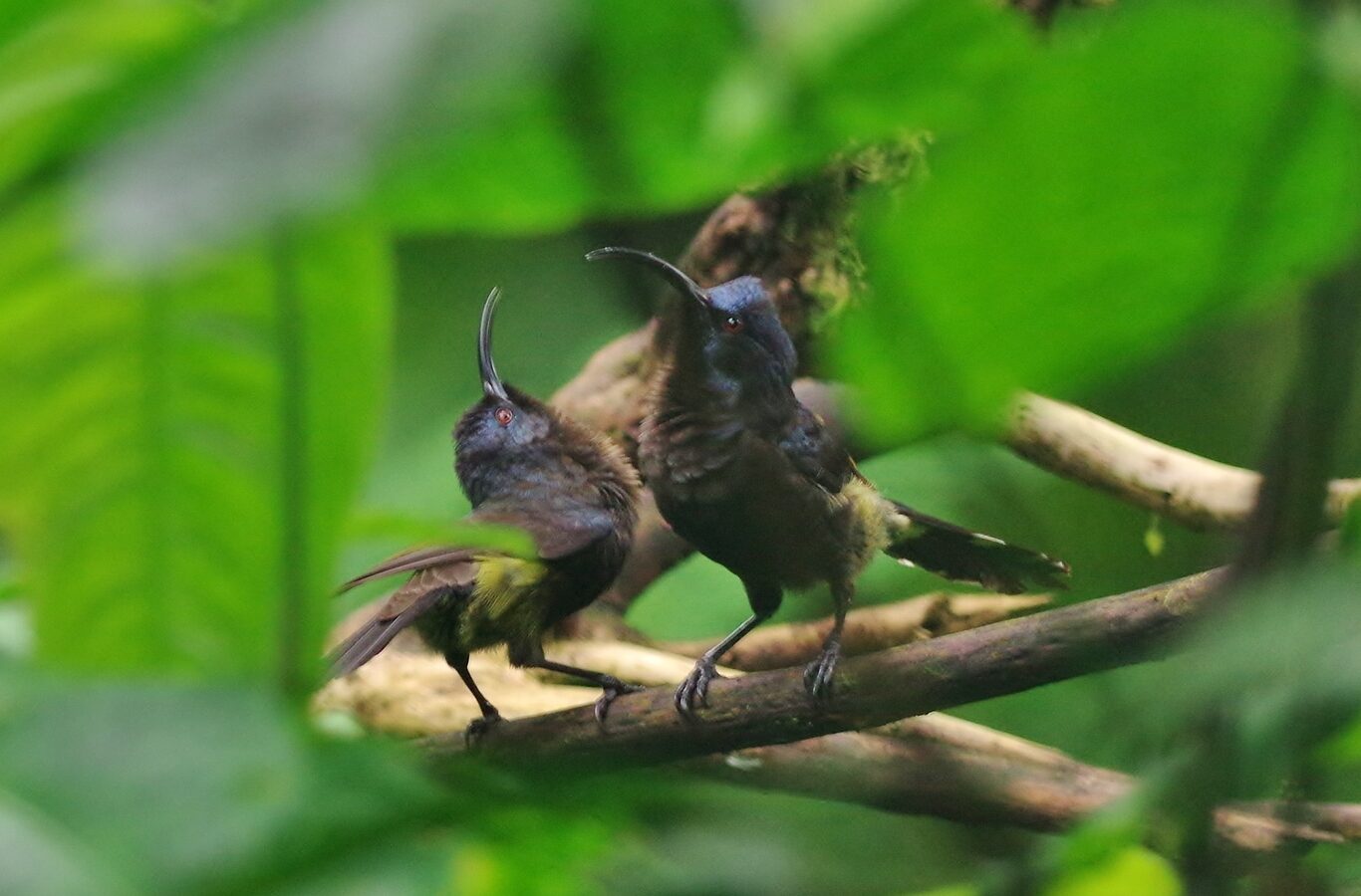 Giant Sunbird