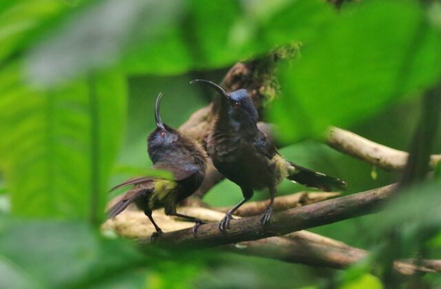 Giant Sunbird