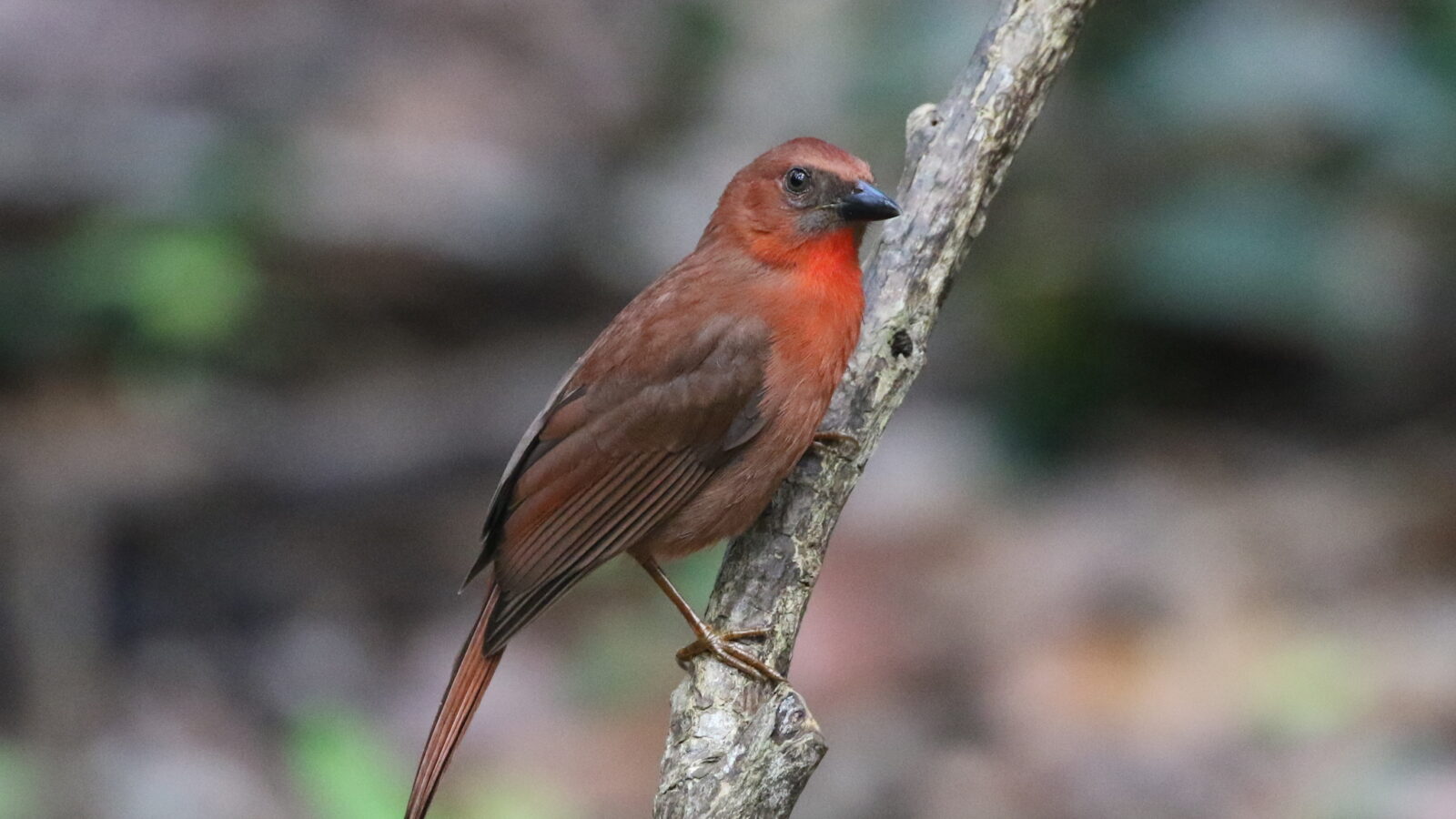Red-throated Ant Tanager