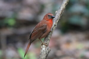 Red-throated Ant Tanager