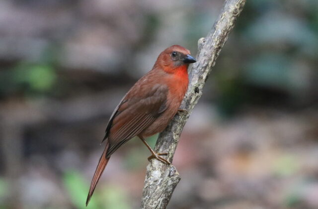 Red-throated Ant Tanager