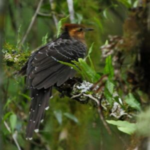 Pavonine Cuckoo