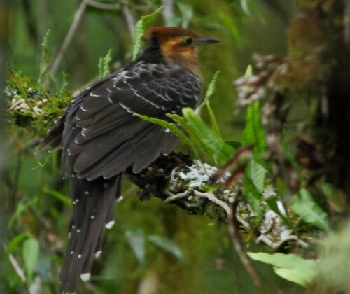 Pavonine Cuckoo