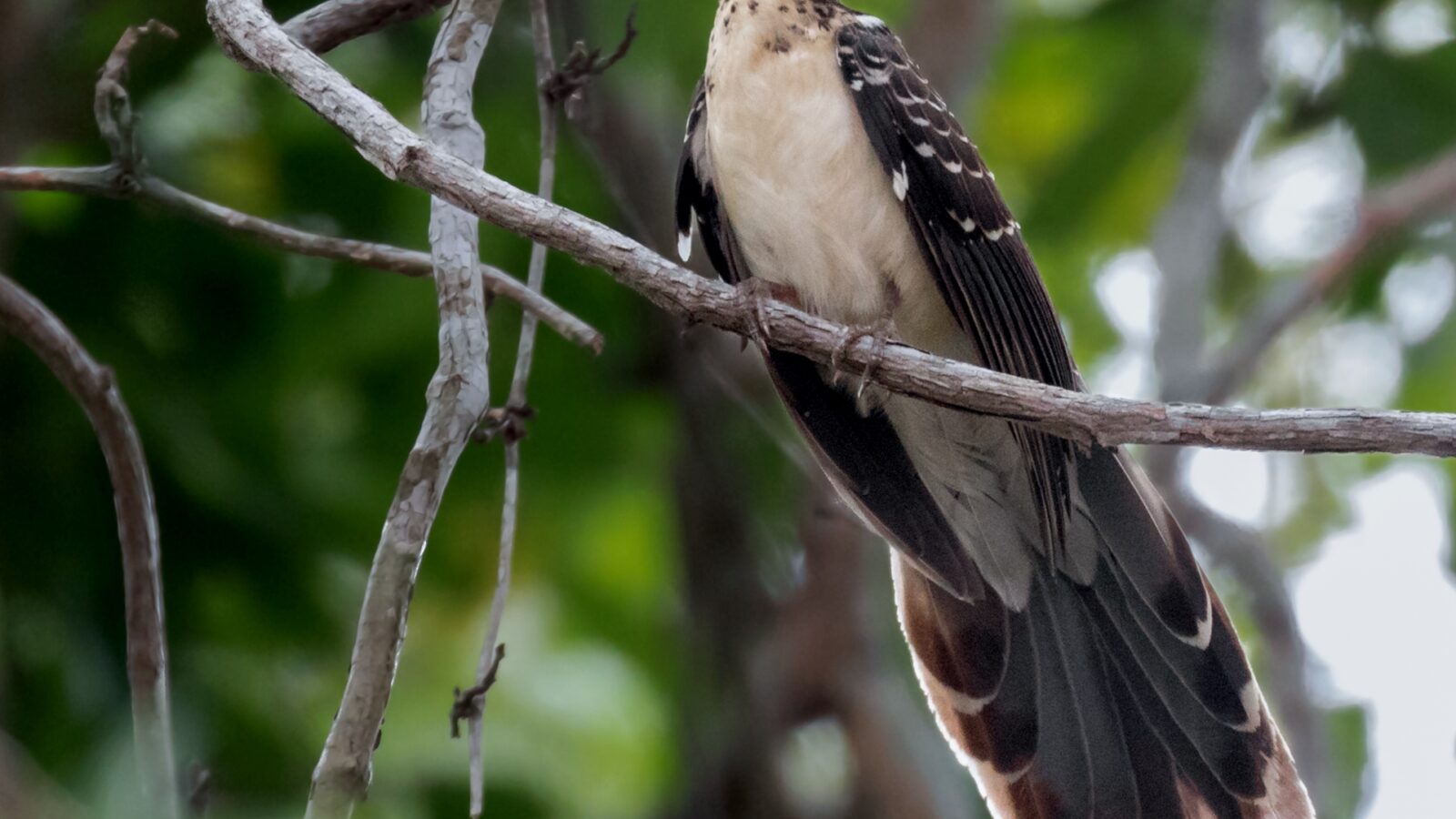 Pheasant Cuckoo