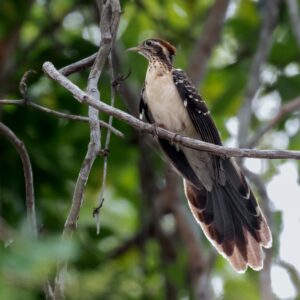 Pheasant Cuckoo