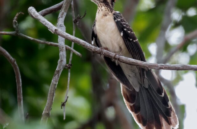 Pheasant Cuckoo