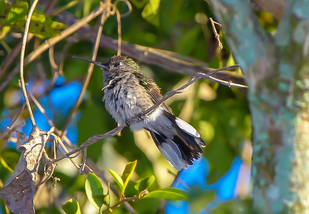 Outcrop Sabrewing