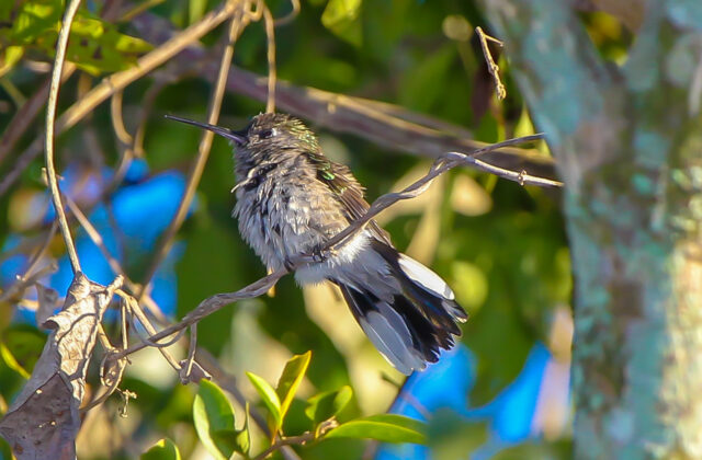 Outcrop Sabrewing