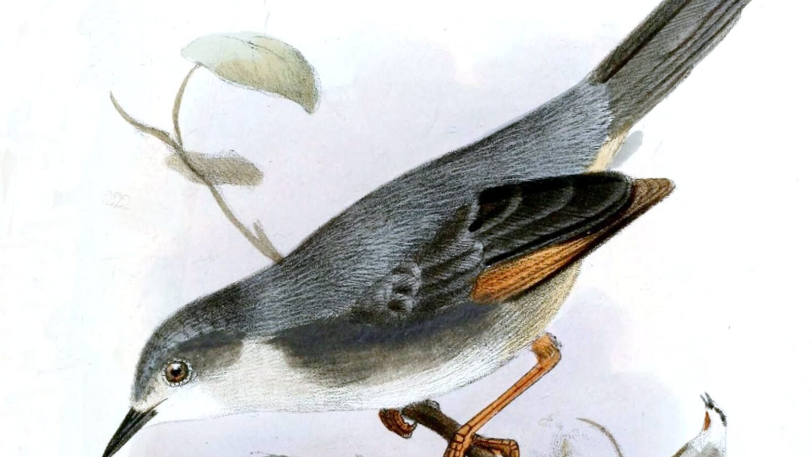 Red-winged Grey Warbler