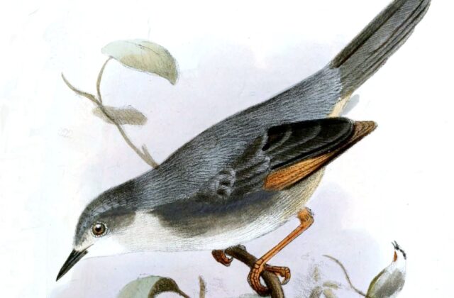 Red-winged Grey Warbler