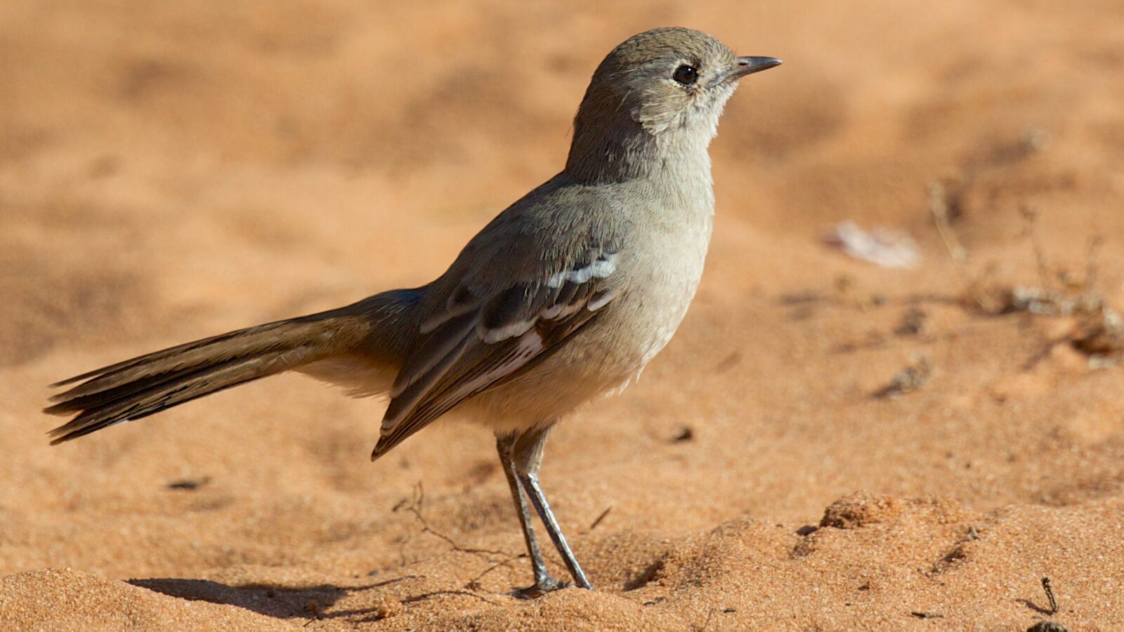 Southern Scrub Robin