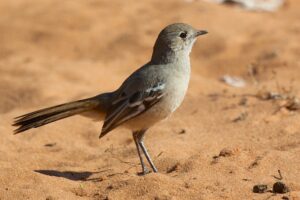 Southern Scrub Robin