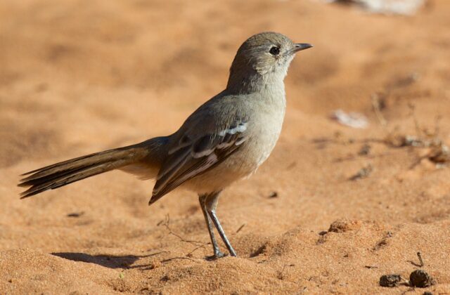 Southern Scrub Robin