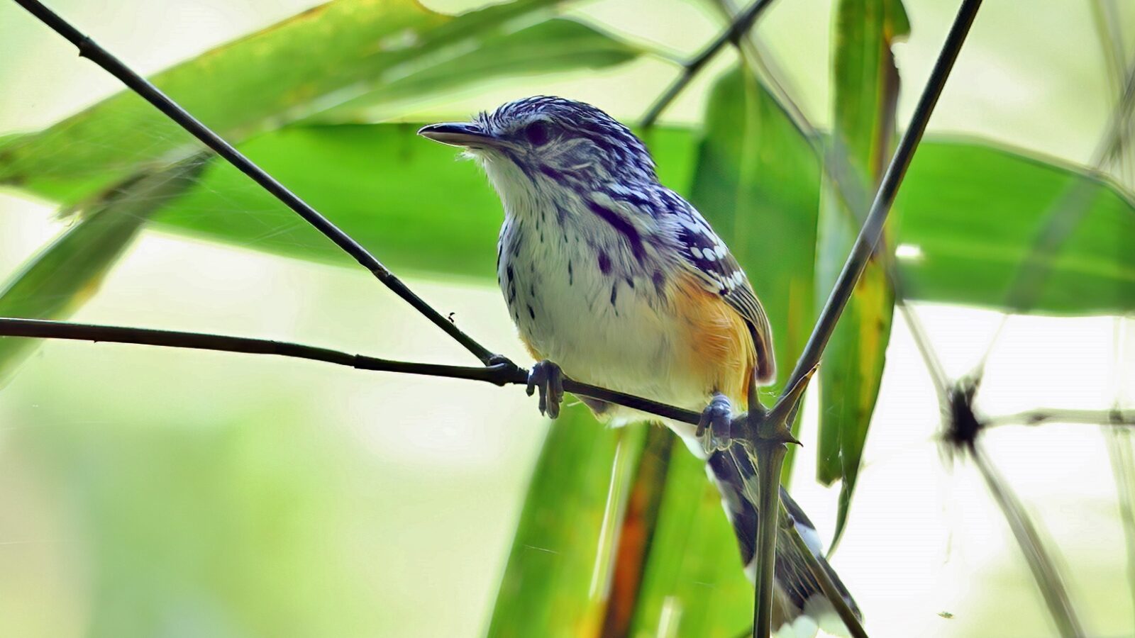 Striated Antbird