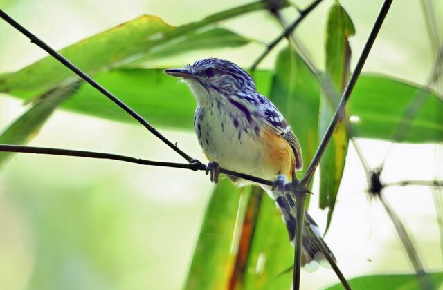 Striated Antbird