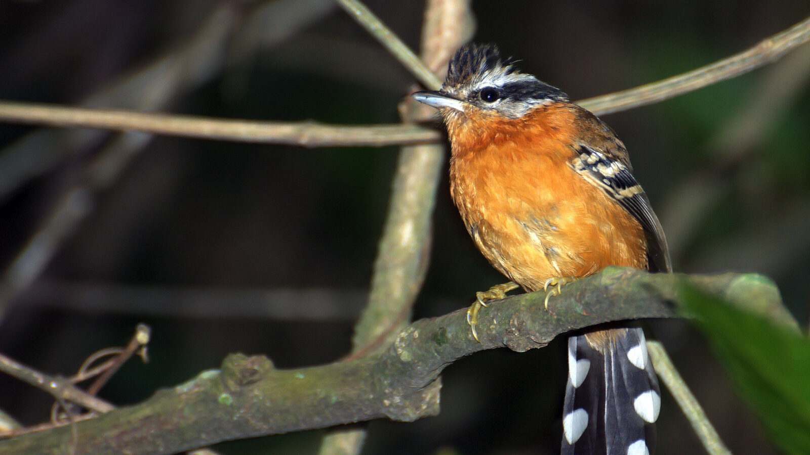 Ferruginous Antbird