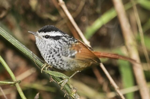 Rufous-tailed Antbird