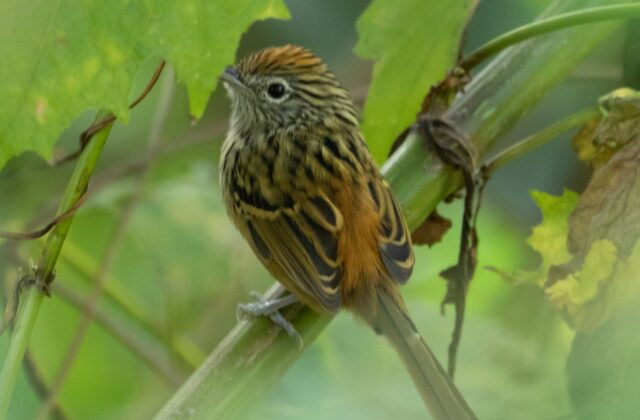 Santa Marta Antbird