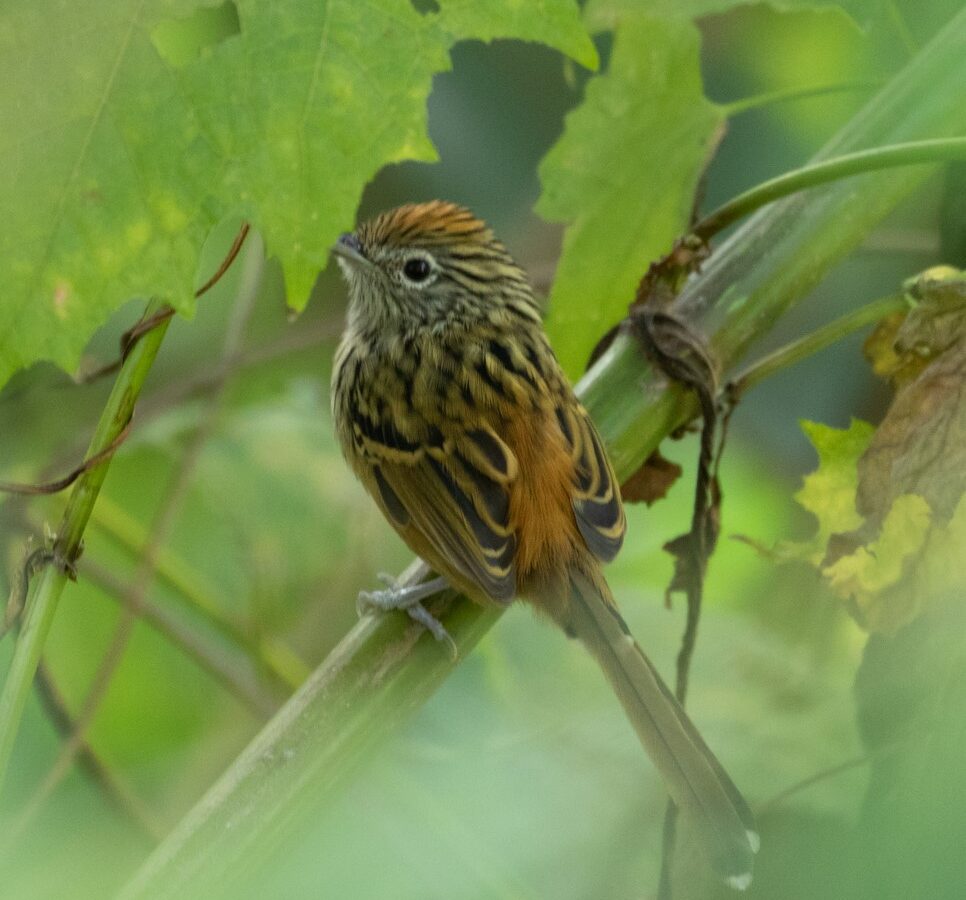 Santa Marta Antbird