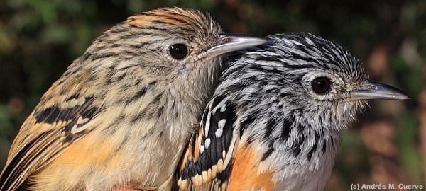 Klages’s Antbird