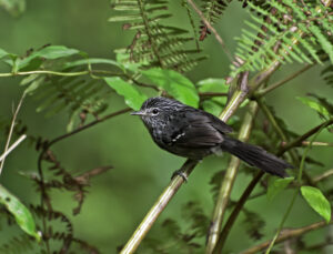 Dusky-tailed Antbird