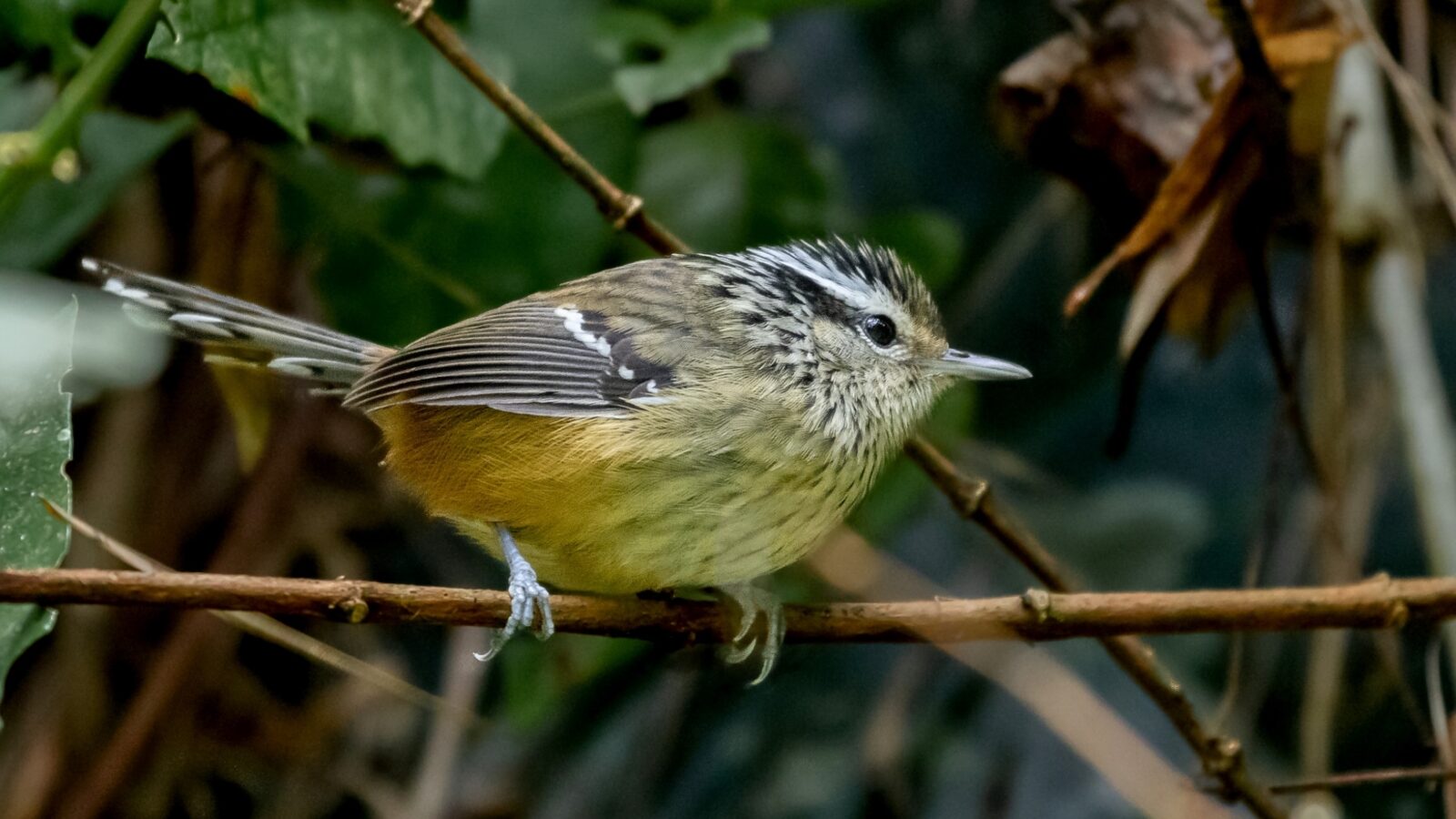 Ochre-rumped Antbird