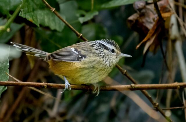 Ochre-rumped Antbird