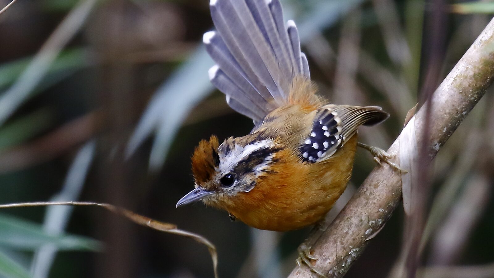 Bertoni’s Antbird