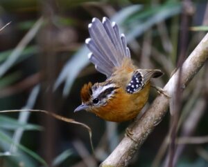 Bertoni’s Antbird