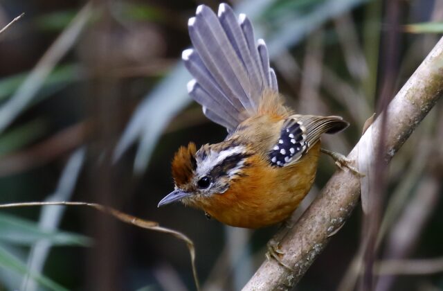 Bertoni’s Antbird