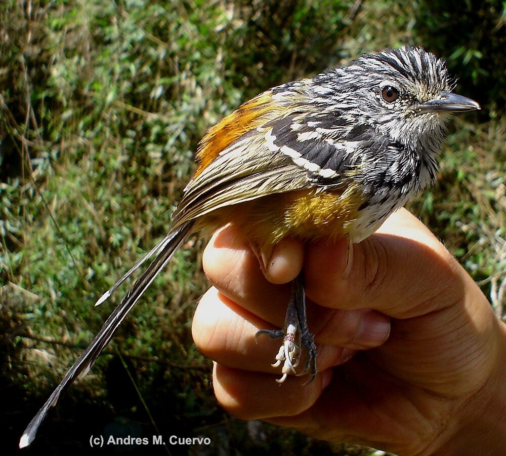 Streak-headed Antbird