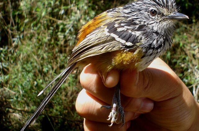 Streak-headed Antbird