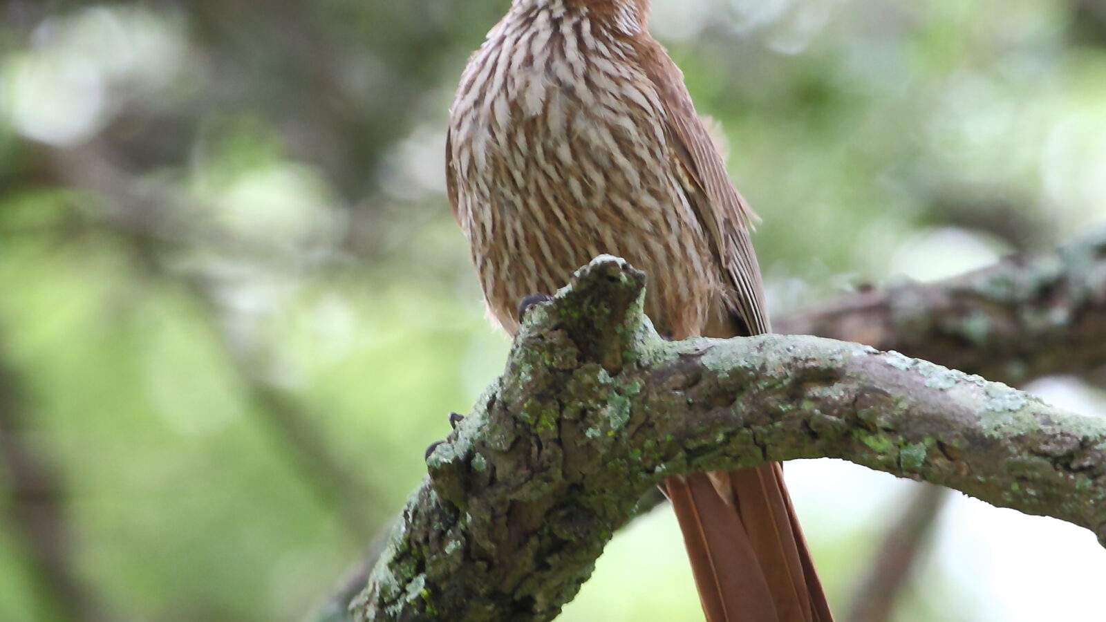 Scimitar-billed Woodcreeper