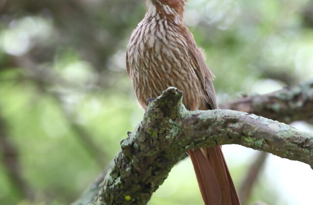 Scimitar-billed Woodcreeper