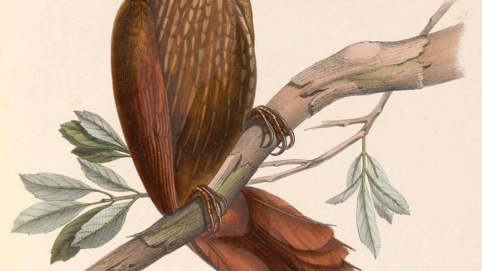 Greater Scythebill