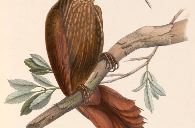 Greater Scythebill
