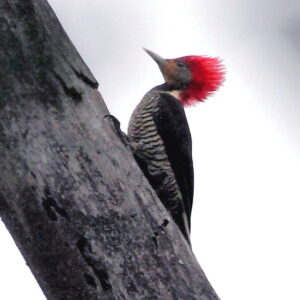 Helmeted Woodpecker