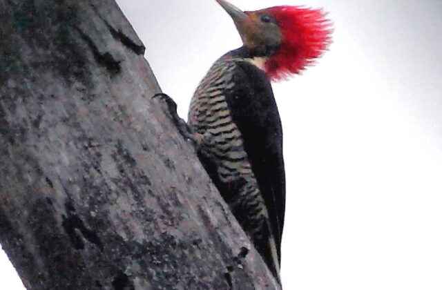 Helmeted Woodpecker