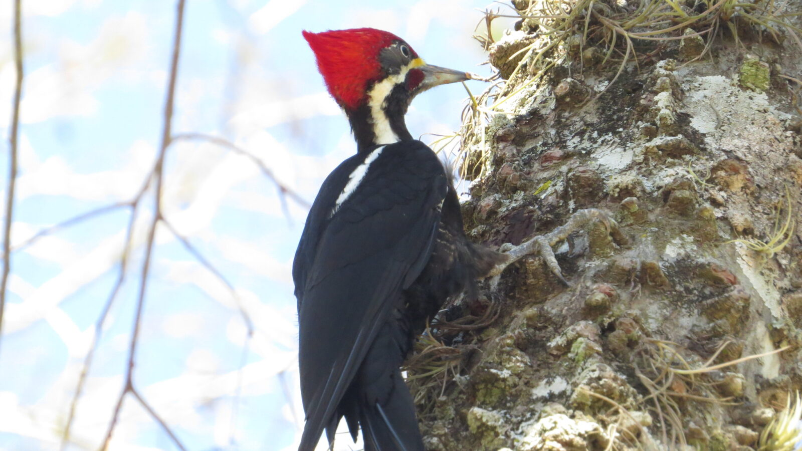 Black-bodied Woodpecker