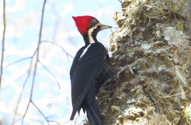 Black-bodied Woodpecker